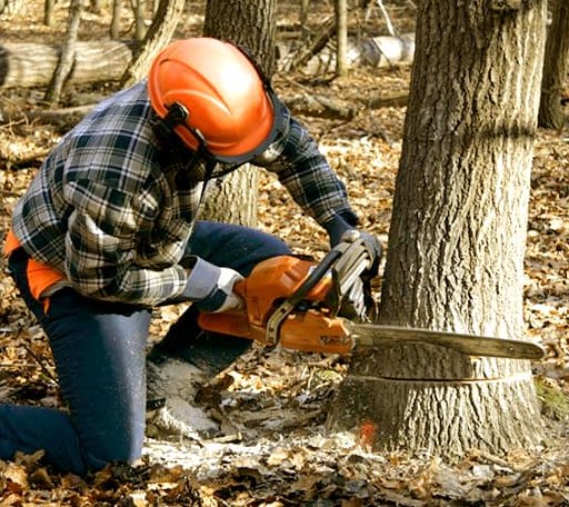 Tree Removal in Banks, AR